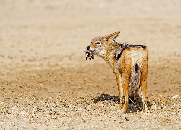 Bildagentur mauritius images Black backed Jackal Canis